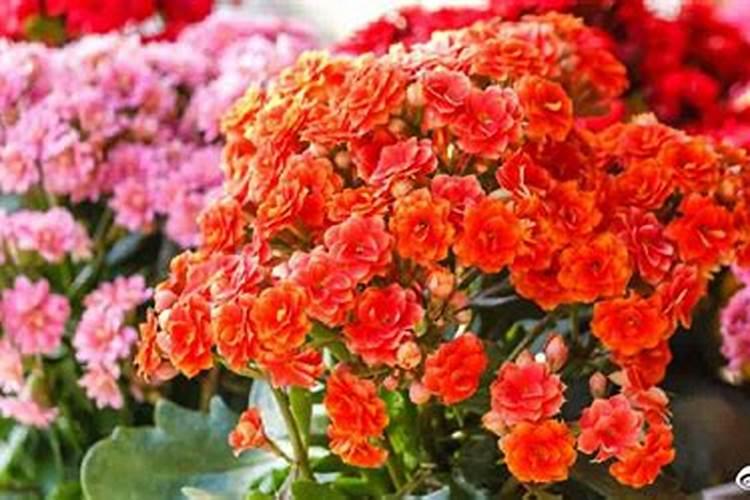 仙人掌怎么种？