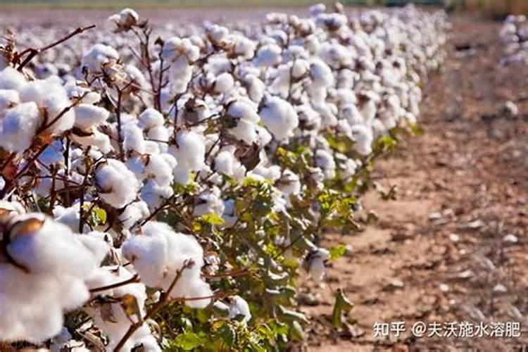 棉花戴帽出土喷什么叶面肥好？