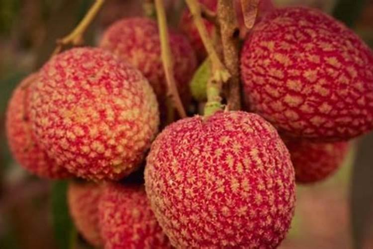 新疆的棉花几月开始耕种生长周期是多少天