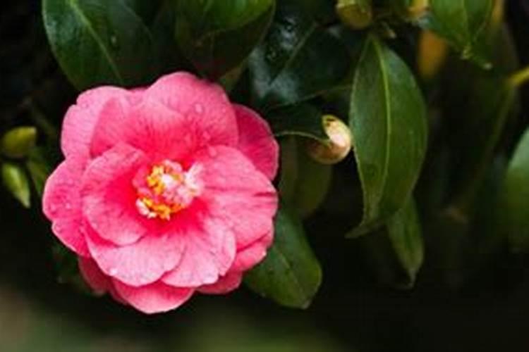 玉米施锌肥的最佳时间 使用方法及注意事项