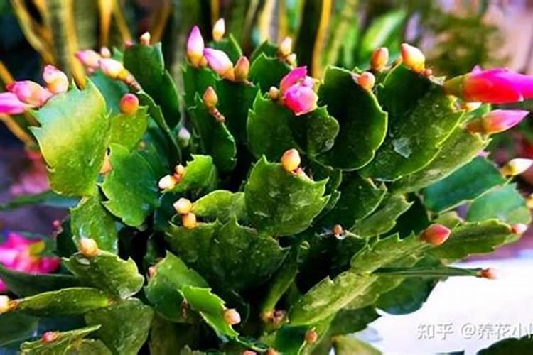 杜鹃开花期间施什么肥,能喷磷酸二氢钾吗