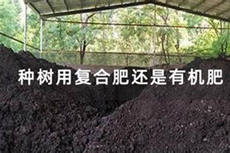 第一年栽树能施肥吗？施什么肥？