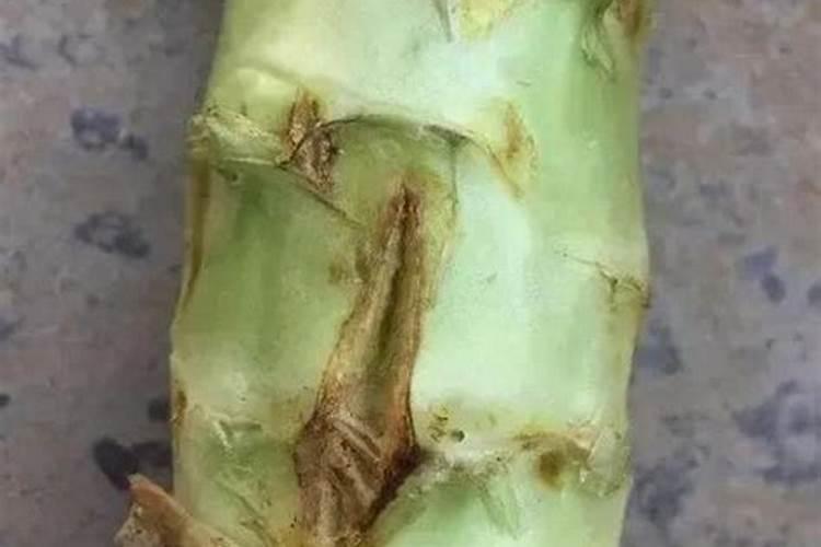 莴笋茎部病害
