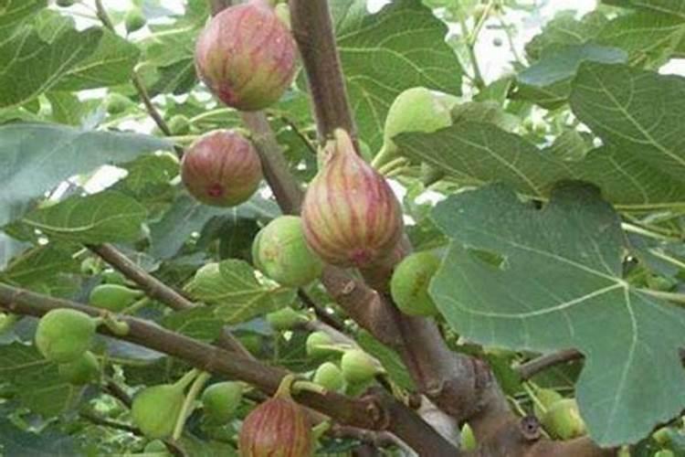 黄腐酸钾能长期使用吗 使用时有哪些禁忌