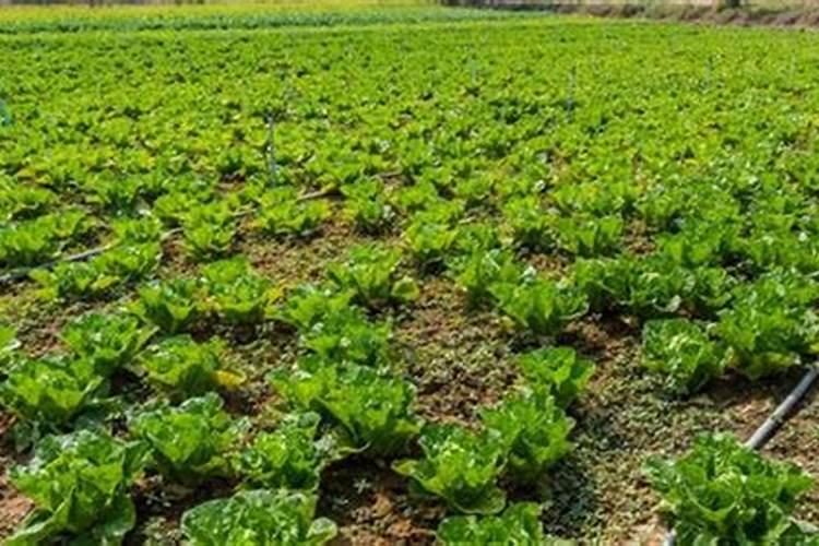 钾肥和复合肥的区别