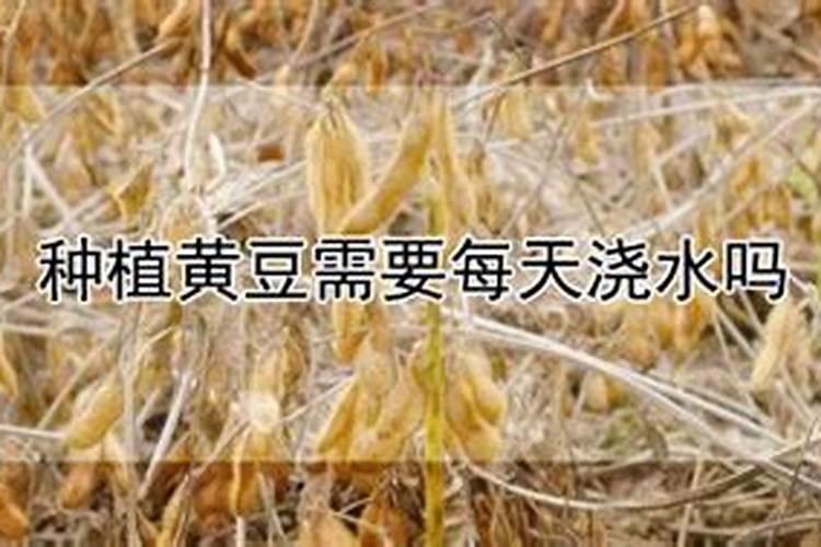 大豆肥料施用需要注意啥