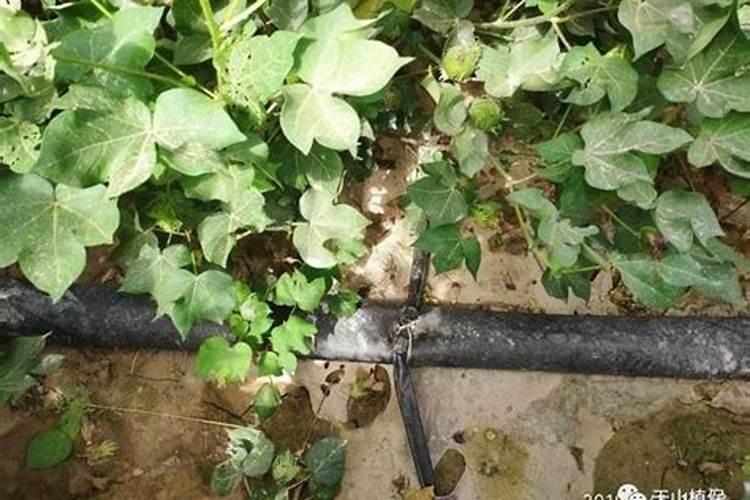 微量元素水溶肥多久用一次 微量元素水溶肥料的适用作物和使用方法