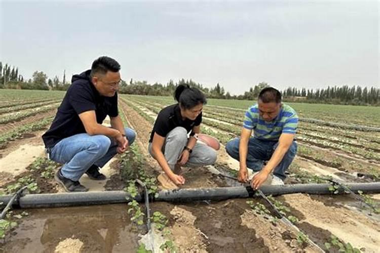 铃铃宝的用途及用量水溶肥