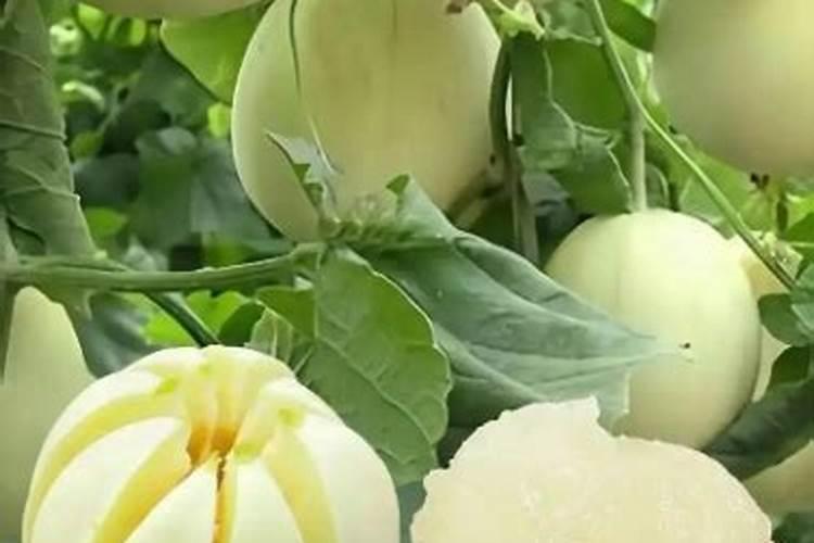 甜瓜刺吸害虫冲什么药最好