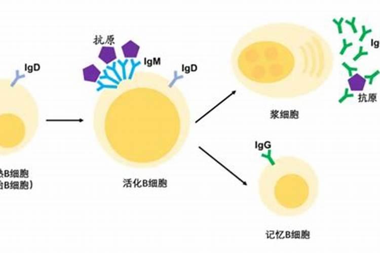水稻在什么时期施氯化钾好