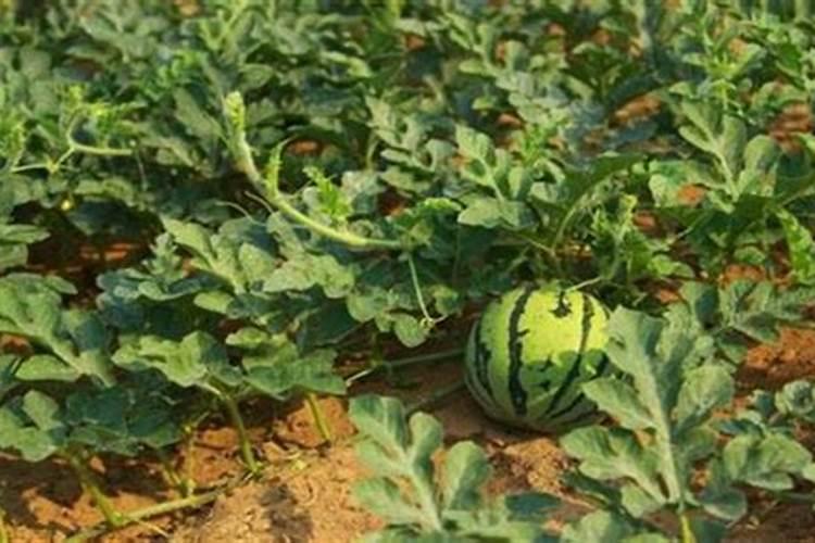 西瓜现在要用多少含量的肥料,谁知道,追施的