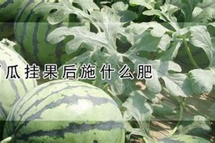 西瓜什么时候冲施钙肥？