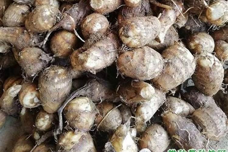 种植芋头,掌握几个管理技巧,更有利于芋头优质高产