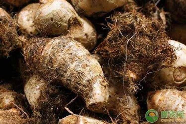 栽芋头的时候要不要下肥料？