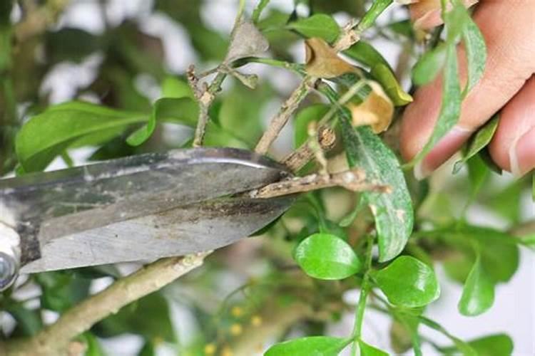 花椒叶面肥多久打好