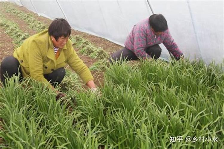 玉树施什么肥好