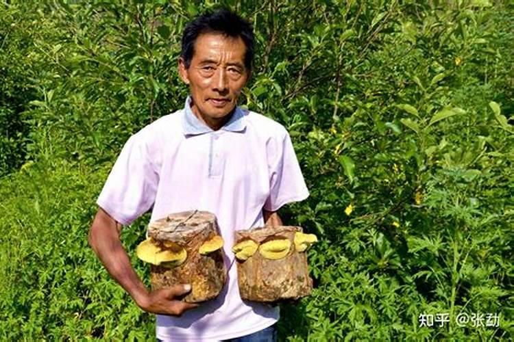 哪些植物适合氮肥