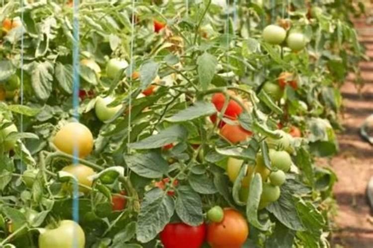 番茄苗期施肥技巧