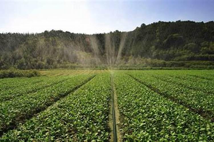金边瑞香几月份开始长花苞