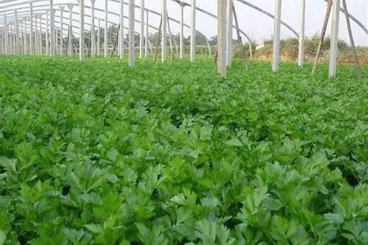 硼砂可以做肥料吗