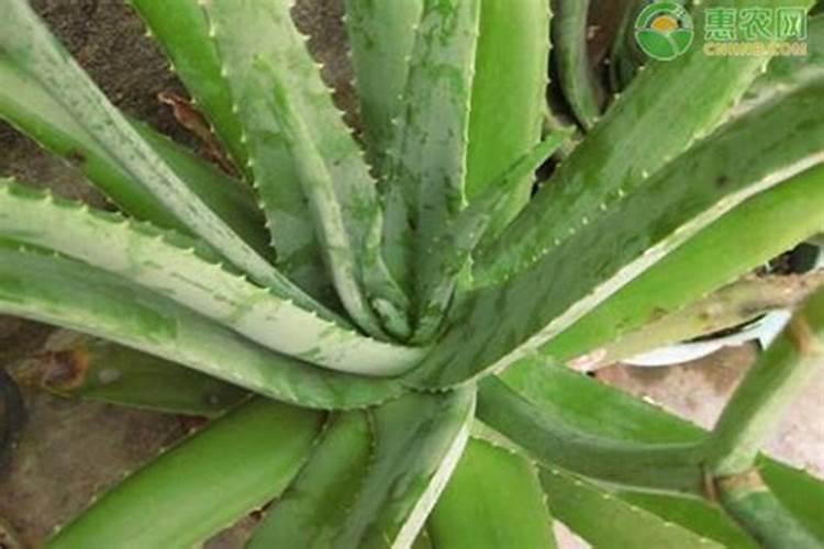 磷肥和化肥的区别