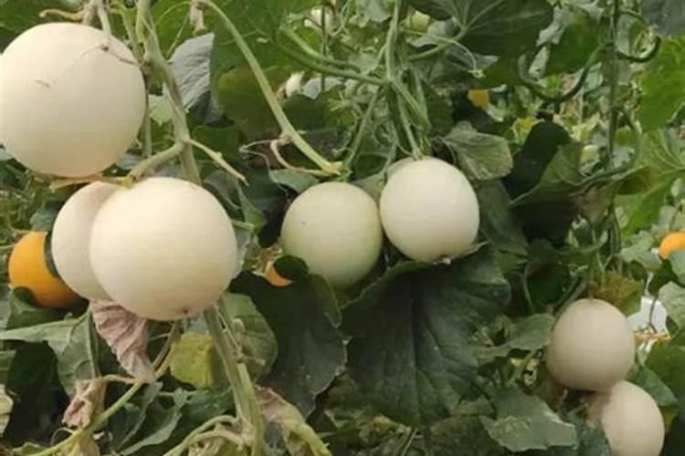 硼砂施多了作物有什么害处？