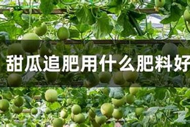 甜瓜什么时候追肥合适,高产追肥方法
