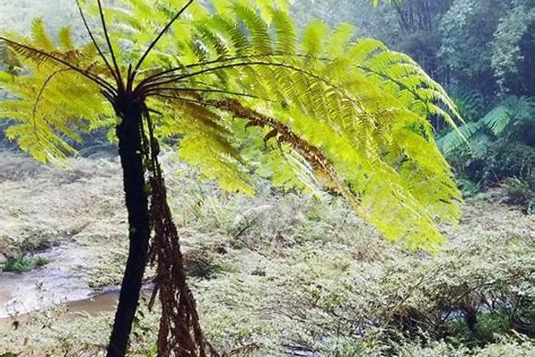 心连心黑尿素与中化黑尿素的区别？