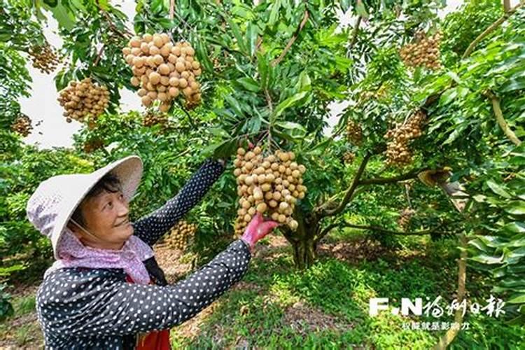 麦冬追什么肥好