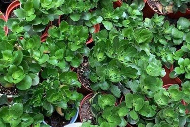 长寿花施什么肥最好