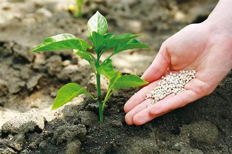 过磷酸钙适合哪些植物,怎么用最好