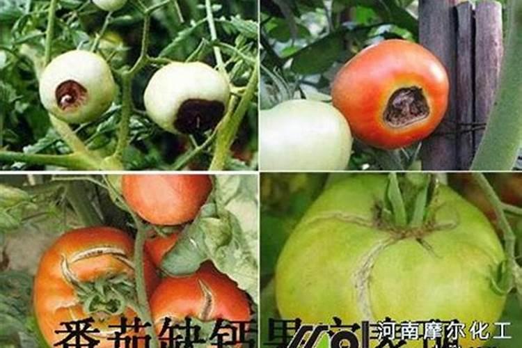 豌豆开花期浇水好吗