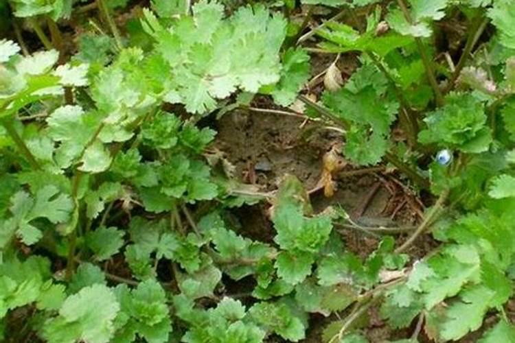 柑橘施肥时间表