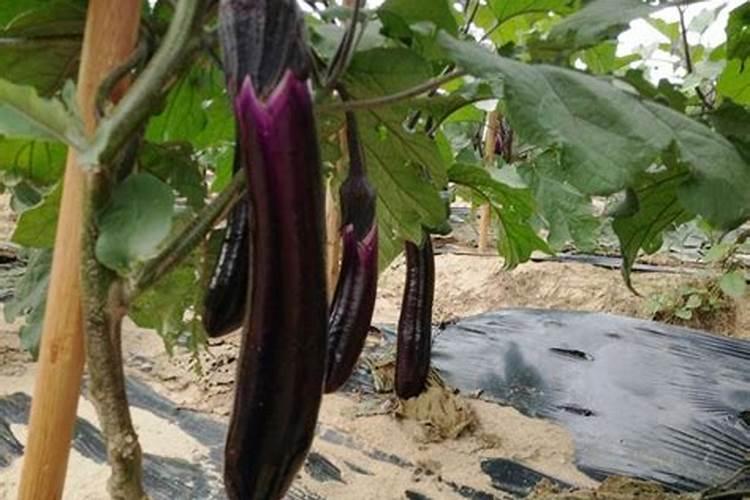 无机肥料有哪些 有机肥料和无机肥料的区别
