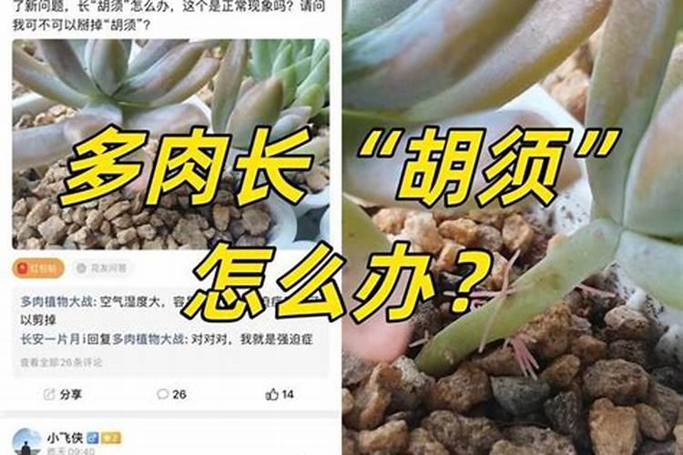 哪种蔬菜不适合用鸡蛋壳肥？