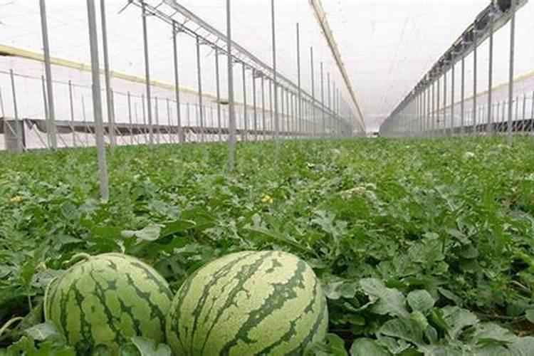 膨果一1号叶面肥正确使用方法