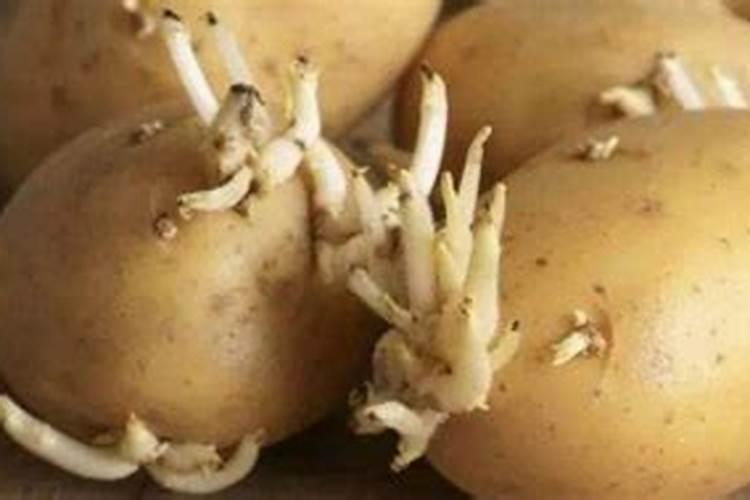 大棚怎么施底肥,大棚底肥施用方法,施肥注意事项