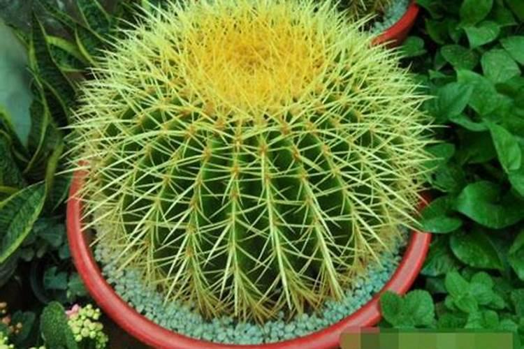 矿物肥是什么？