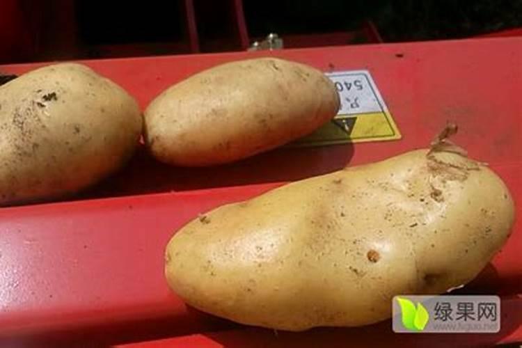 土豆浇什么肥料合适