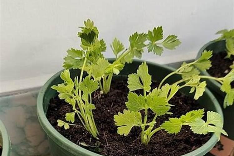 芹菜怎么施肥？增产叶面肥有哪些？用昆仑风营养套餐