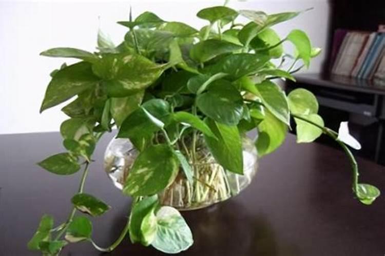 水培植物用什么肥料最有效果