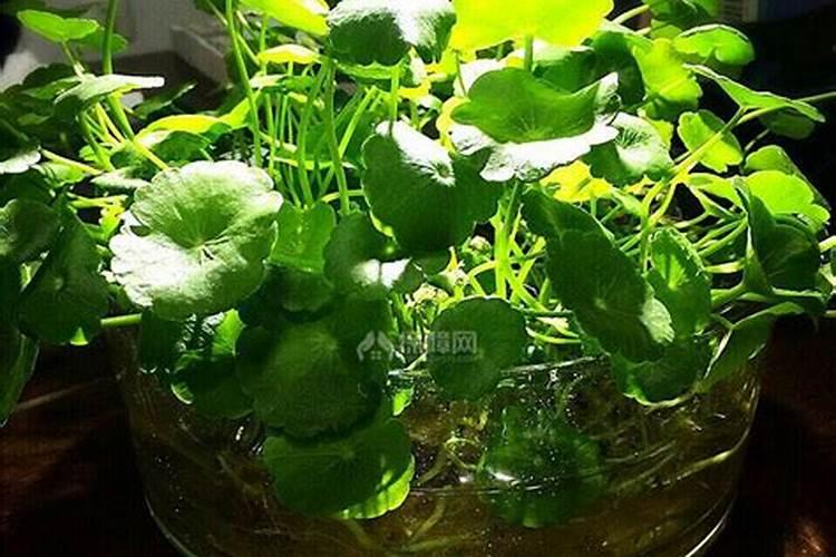 水培植物用什么肥料叶子绿最有效果 水养加什么肥长得快