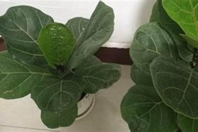 南瓜不授粉能结瓜吗