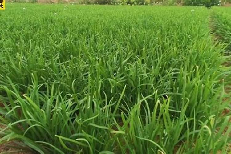 大批量种植韭菜,灌溉什么肥料最好,农村大叔说的太有