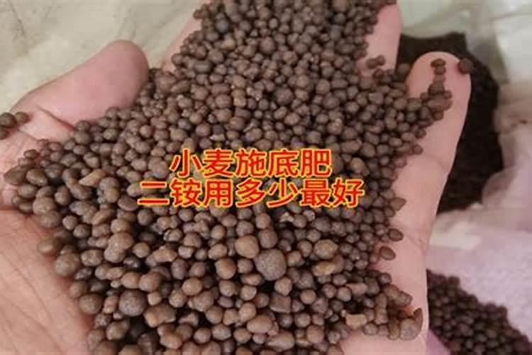 尿素可以浇多肉吗