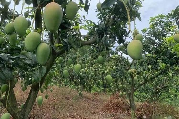 玉树能施尿素肥吗