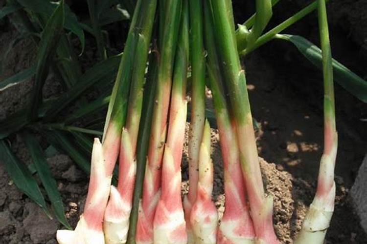 生姜种植如何施肥种植生姜科学施肥方法