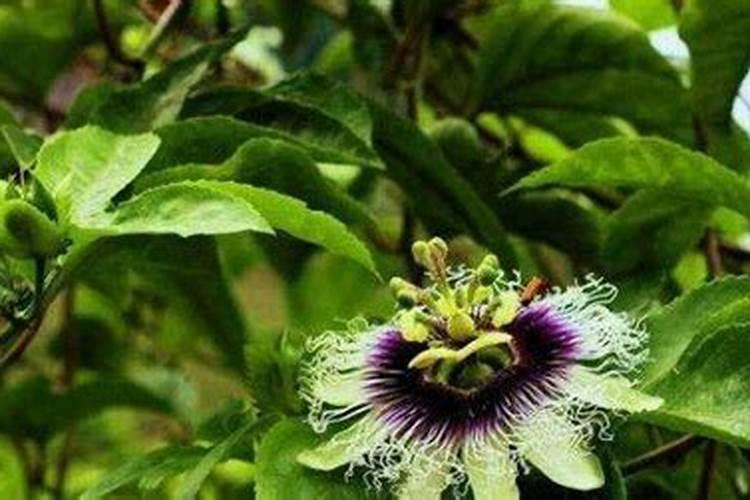 杜鹃花施什么肥才能开花