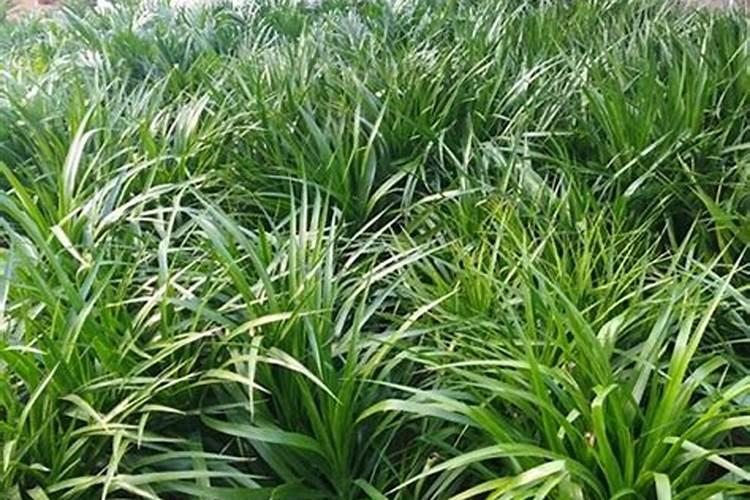 龙须树可以施复合肥吗