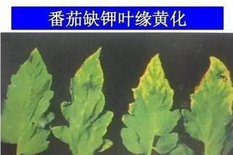 钾肥一亩地上多少